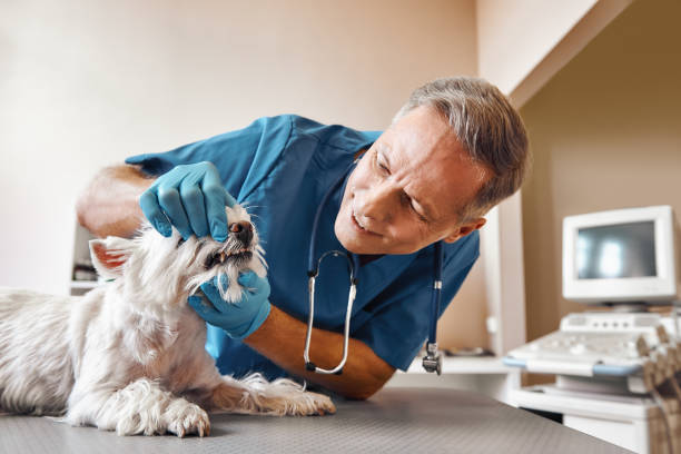 Dentist for Dental Trauma in MI